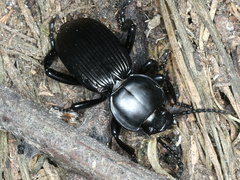 Cardiothorax monarensis