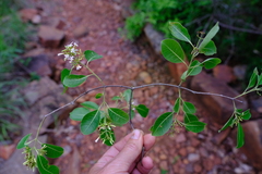 Diplorhynchus condylocarpon condylocarpon