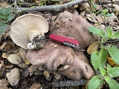 Lactarius argillaceifolius megacarpus