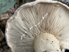 Lactarius argillaceifolius megacarpus