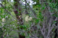 Diplorhynchus condylocarpon condylocarpon