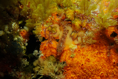 Notoclinops yaldwyni