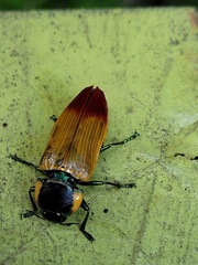 Temognatha variabilis