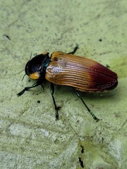 Temognatha variabilis