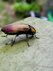 Temognatha variabilis