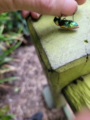 Temognatha variabilis