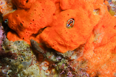 Notoclinops yaldwyni