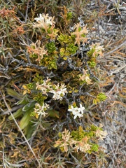 Pimelea buxifolia