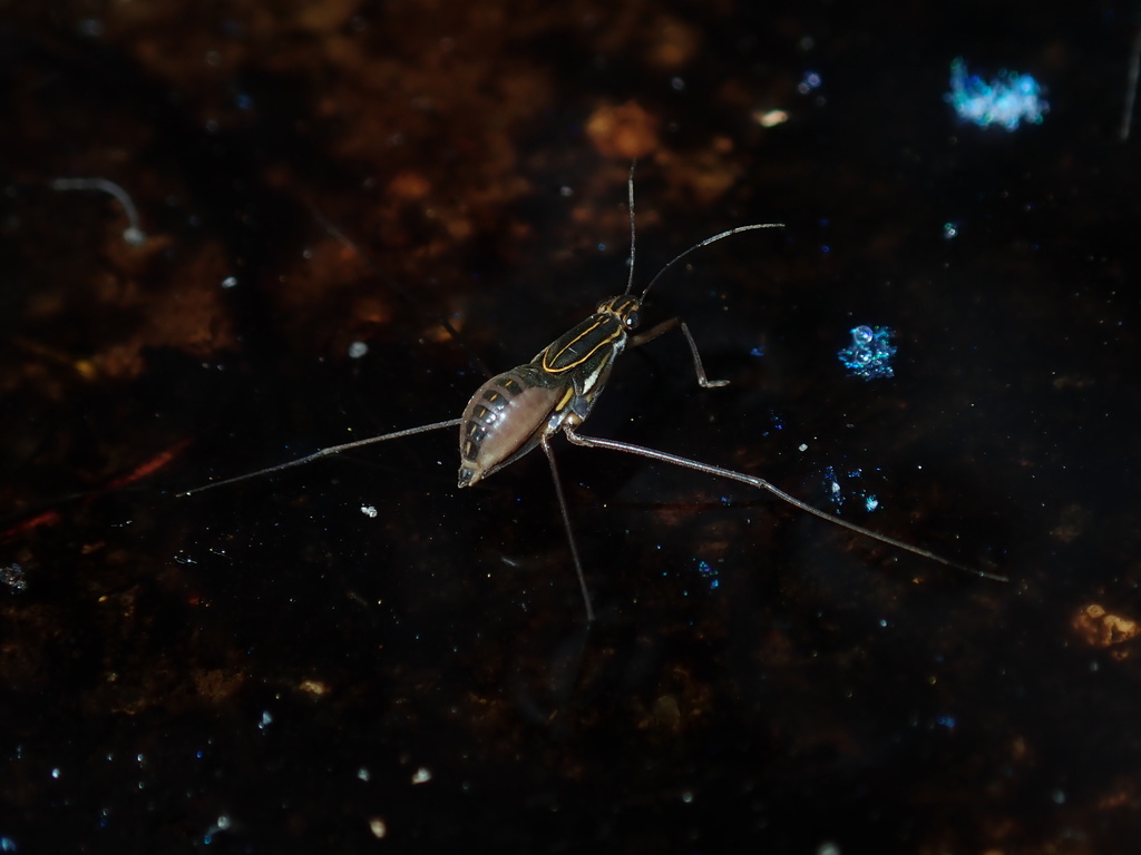 Limnogonus luctuosus