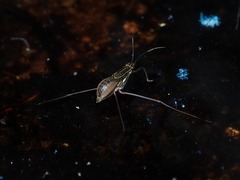 Limnogonus luctuosus