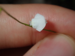 Utricularia lateriflora