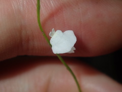 Utricularia lateriflora