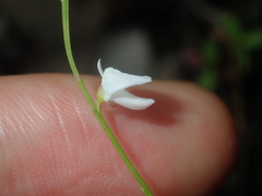 Utricularia lateriflora