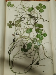 Marsilea ephippiocarpa