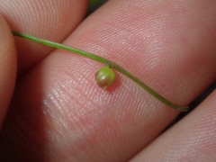 Utricularia lateriflora
