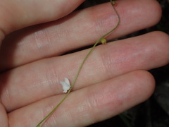 Utricularia lateriflora