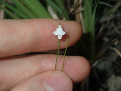 Utricularia lateriflora