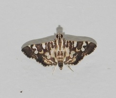 Chabula acamasalis