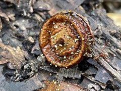 Mycosylva setosa