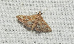 Sameodes