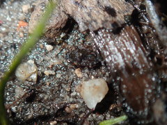 Ochteridae