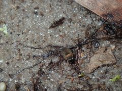 Ochteridae