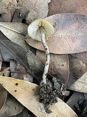 Myochromella boudieri