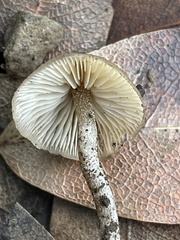 Myochromella boudieri