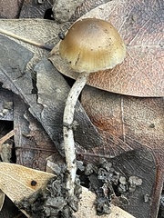 Myochromella boudieri