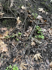 Myochromella boudieri