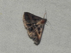 Acantholipes