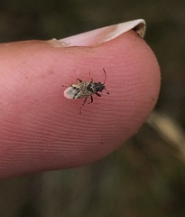 Nysius huttoni