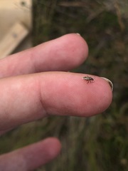 Nysius huttoni
