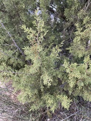 Cupressus forbesii