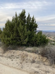Cupressus forbesii