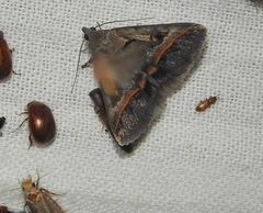 Acantholipes