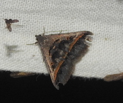 Acantholipes
