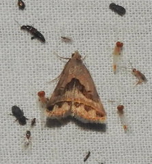 Acantholipes