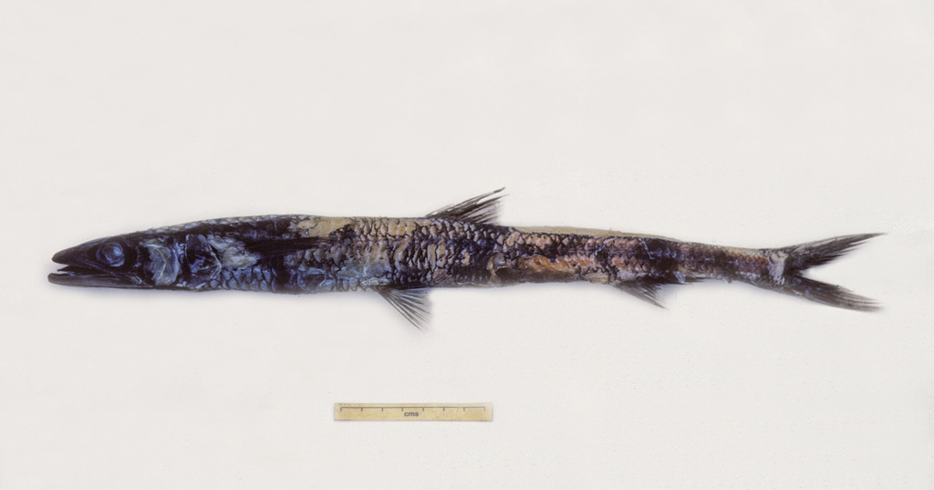 Giant Waryfish