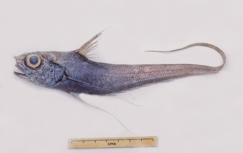 Coryphaenoides subserrulatus · NaturaLista Colombia