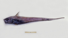 Snubnose Whiptail photo 1