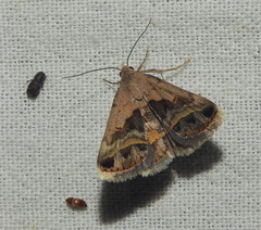 Acantholipes