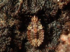 Aradus depressus
