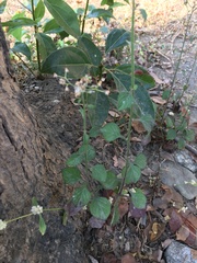 Cyanthillium cinereum