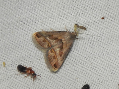 Acantholipes