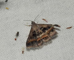 Acantholipes