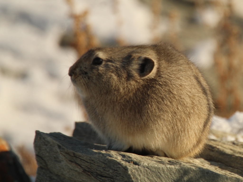 Daurian Pika