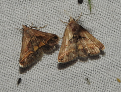 Acantholipes