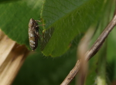 Sardius argus