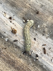 Noctuinae
